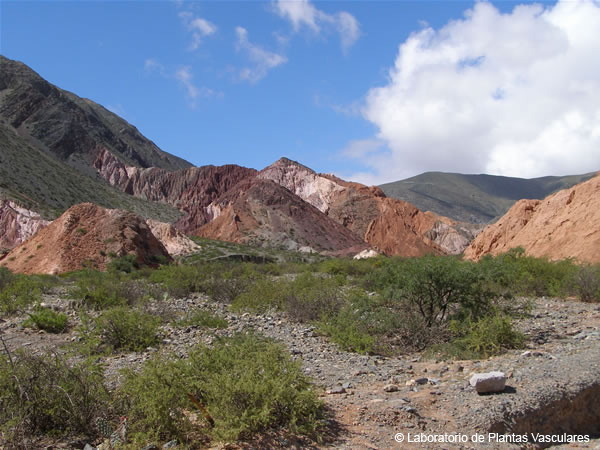 Fitogeografía Provincia de la Prepuna Laboratorio de Plantas Vasculares