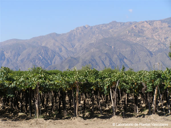Fitogeografía Provincia del Monte Laboratorio de Plantas Vasculares