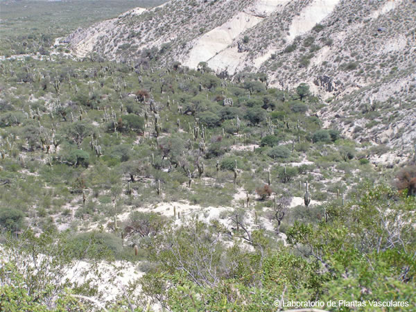 Fitogeografía Provincia de la Prepuna Laboratorio de Plantas Vasculares