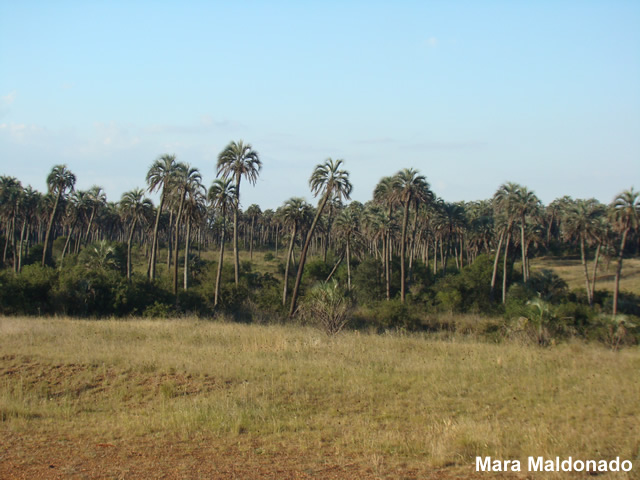 Fitogeografía Provincia Chaqueña Laboratorio de Plantas Vasculares