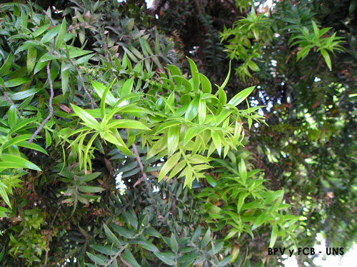Pin Plantas No Vasculares O Briofitas Tipos De Hawaii on Pinterest Pin Plantas No Vasculares O Briofitas Tipos De Hawaii on Pinterest