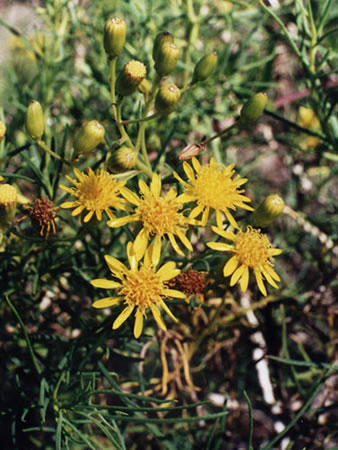 flora region pampeana argentina