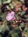 Agalinis communis