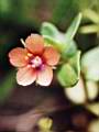 Anagallis arvensis