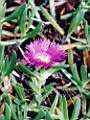 Carpobrotus edulis