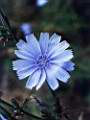 Cichorium intybus