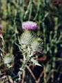 Cirsium vulgare