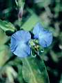 Commelina erecta