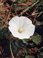 Convolvulus arvensis