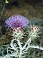 Cynara cardunculus