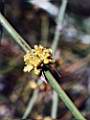 Ephedra ochreata Masculina