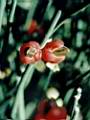 Ephedra ochreata Femenina