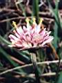 Gomphrena pulchella