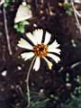 Helenium radiatum