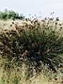 Juncus acutus