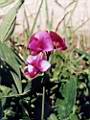 Lathyrus latifolius