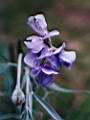 Lathyrus tomentosus