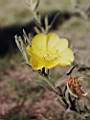 Oenothera mollissima