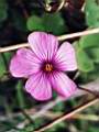 Oxalis articulata