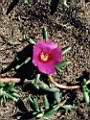 Portulaca grandiflora