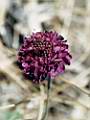 Scabiosa atropurpurea