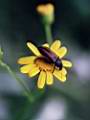 Senecio madagascariensis