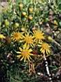 Senecio subulatus