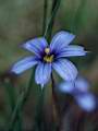 Sisyrinchium platense