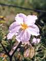 Solanum sisymbriifolium