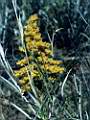 Solidago chilensis