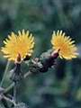 Sonchus oleraceus