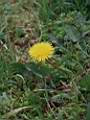 Taraxacum officinale