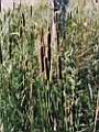 Typha angustifolia