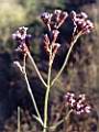 Verbena bonariensis